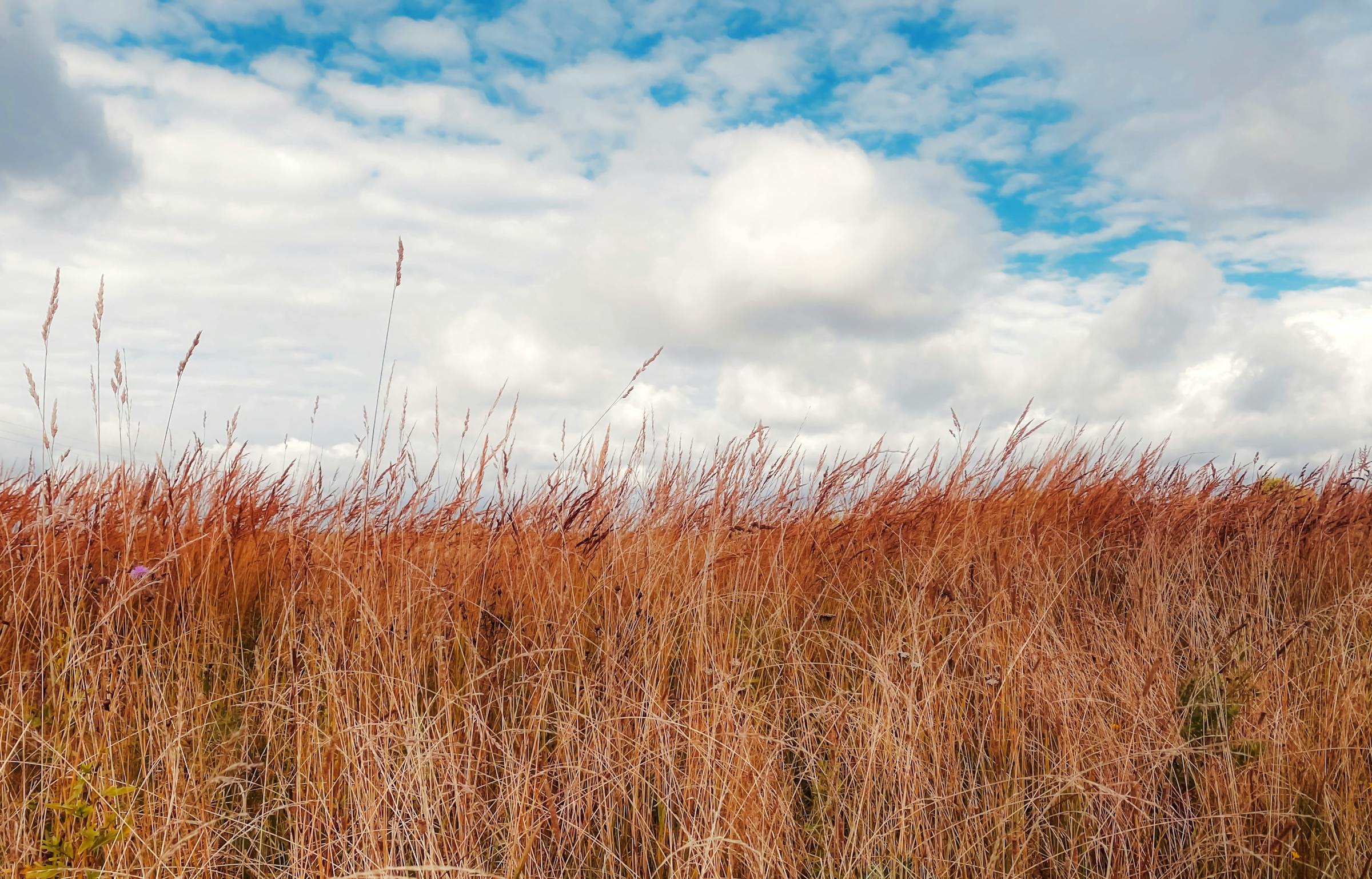 Golden prairie grass under a wide cloudy sky